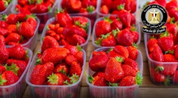 الحكومة تحسم الجدل حول حقيقة تداول ثمار فراولة مسرطنة في الأسواق المحلية